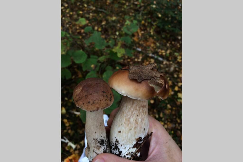 SanMari_forest Ledenice Eksteriør bilde