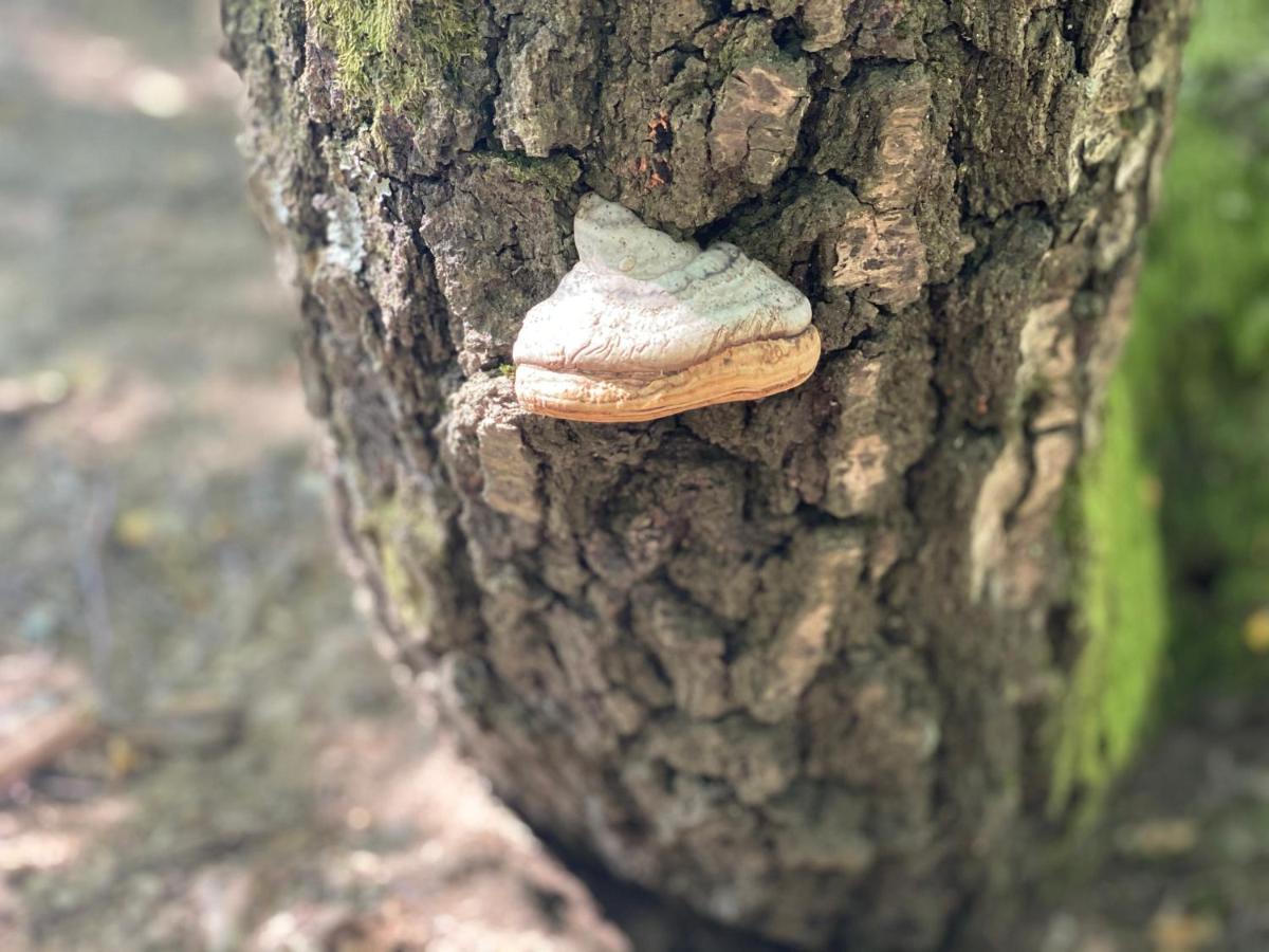 SanMari_forest Ledenice Eksteriør bilde